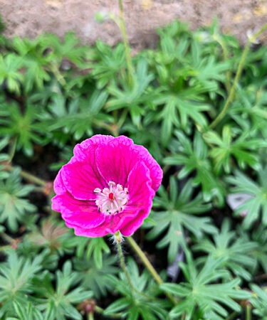Geranium 'Elke'