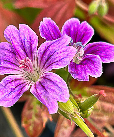 Geranium nodosum 'Clos de Coudray'