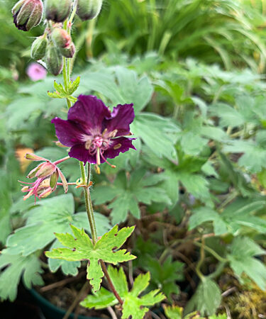 Geranium phaeum