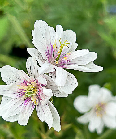 Geranium 'Summer Skies'