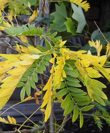 Gleditsia triacanthos 'Sunburst' AGM