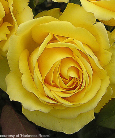 Rosa 'Golden 50th Wedding Anniversary'