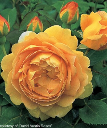Rosa - DAVID AUSTIN 'Golden Celebration' AGM