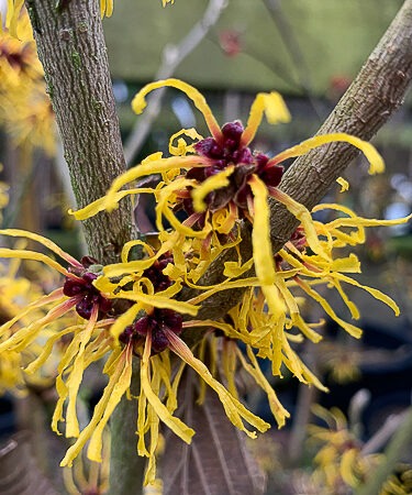 Hamamelis intermedia 'Barmstedt Gold'