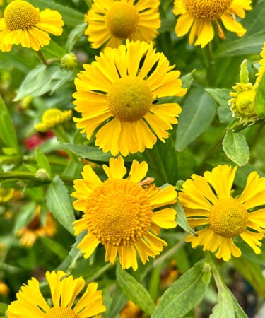 Helenium 'Kanaria'