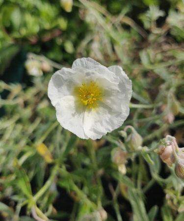 Helianthemum 'The Bride'