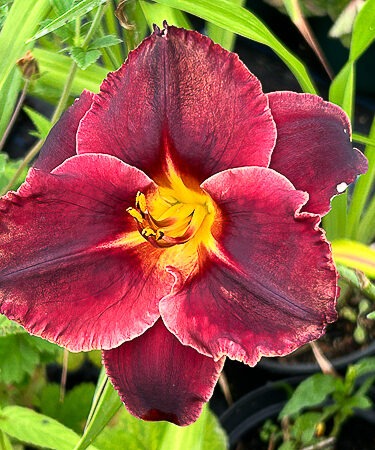 Hemerocallis 'Black Stockings'