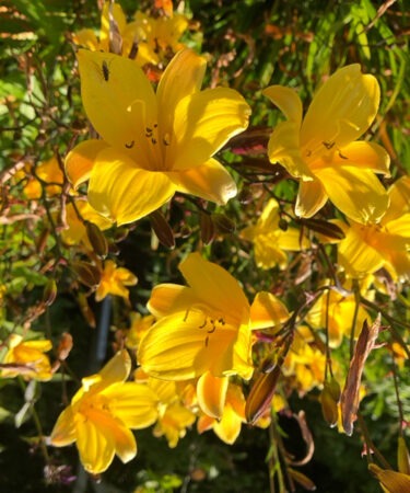 Hemerocallis 'Corky' AGM