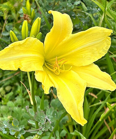 Hemerocallis 'Diamond Dust'
