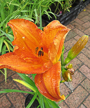 Hemerocallis 'Mauna Loa'
