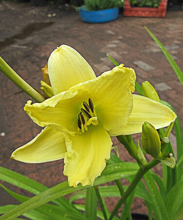 Hemerocallis 'Prairie Moonlight'