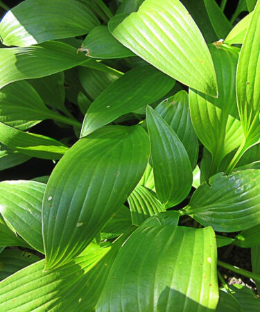 Hosta clausa var. normilis