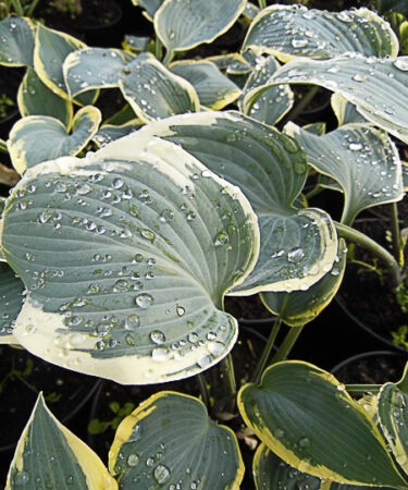 Hosta 'First Frost'