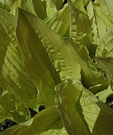 Hosta fort. 'Aurea' AGM