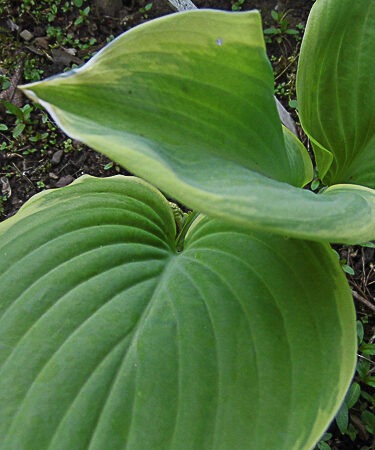 Hosta 'Fragrant Bouquet' AGM