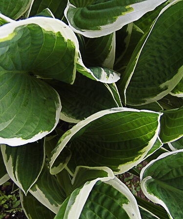 Hosta 'Francee' AGM