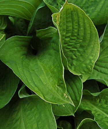 Hosta 'Midwest Magic'