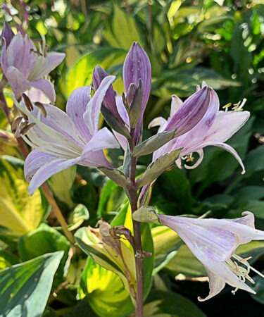 Hosta 'Morning Star'