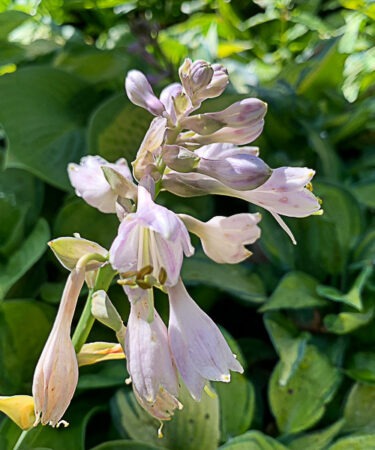 Hosta 'Paradigm'