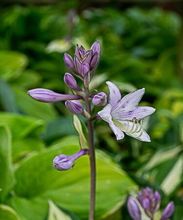 Hosta 'Pathfinder'