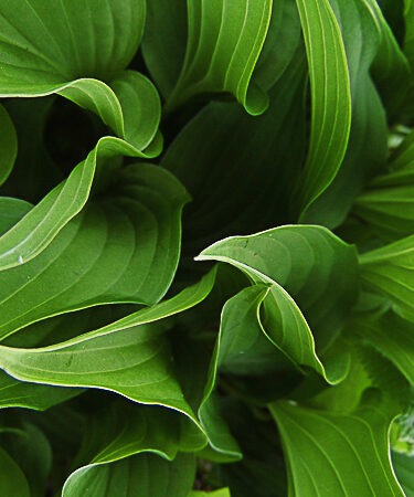 Hosta 'Purple Dwarf'