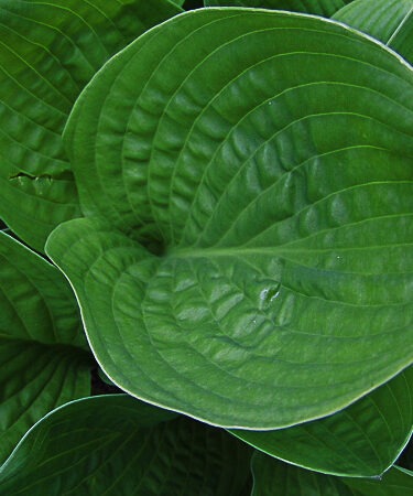 Hosta 'Purple Python'