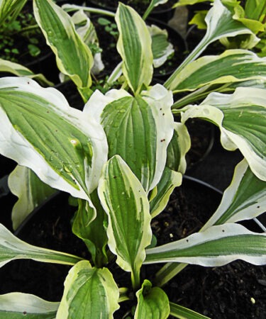 Hosta 'Resonance'