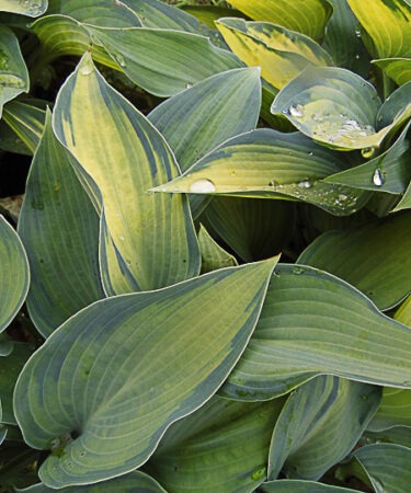 Hosta tardiana 'Paradise Joyce'