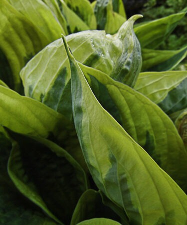 Hosta 'Twilight'