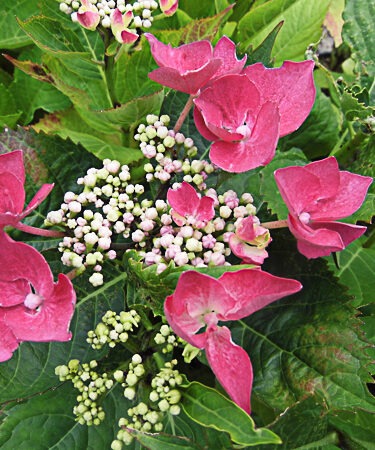 Hydrangea macrophylla 'Bergfink'