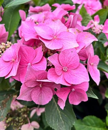 Hydrangea dark - courtyard