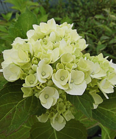 Hydrangea macrophylla 'Madame Emile Mouillere' AGM