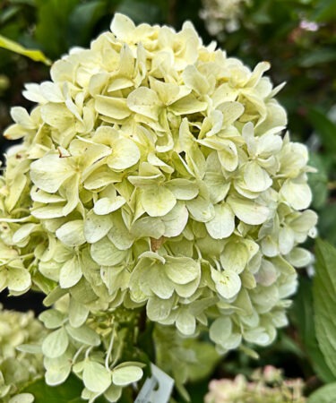 Hydrangea paniculata 'Little Spooky'