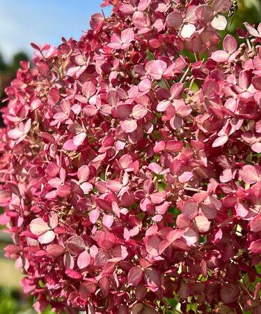 Hydrangea arborescens 'Pink Annabelle' (Invincibelle Spirit)