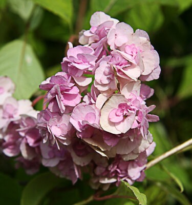 Hydrangea serrata 'Yae-no-amacha'