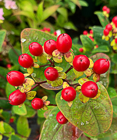 Hypericum 'Miracle Attraction'