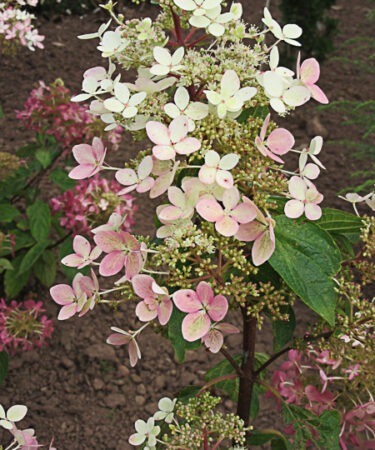 Hydrangea paniculata 'Ruby'