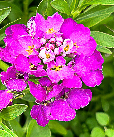 Iberis Sempervirens 'Amethyst'