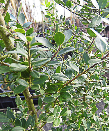 Ilex crenata 'Stokes'