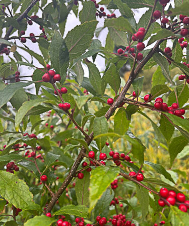 Ilex verticillata 'Maryland Beauty'