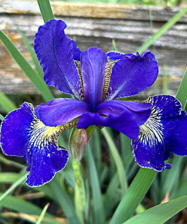 Iris sib. 'Golden Edge'