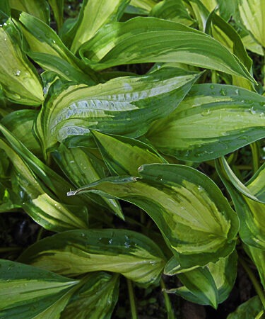 Hosta 'Island Charm' AGM