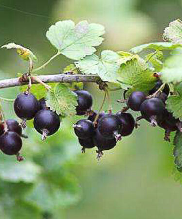 Jostaberry Ribes x culverwellii