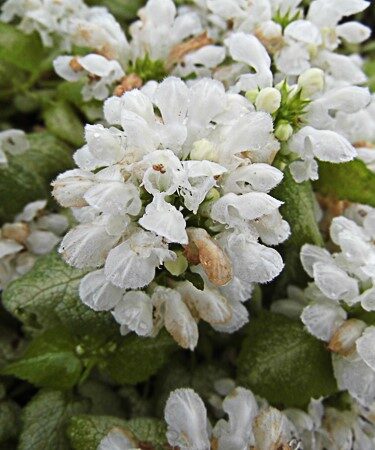 Lamium Mac. 'White Nancy'