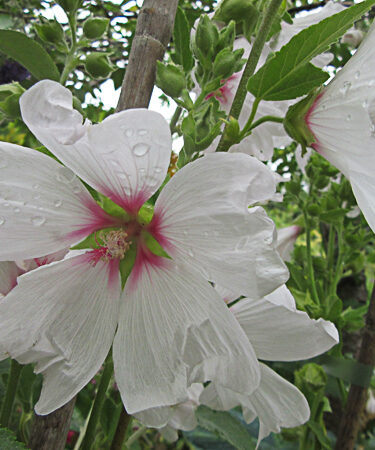 Lavatera olbia 'Blushing Bride'