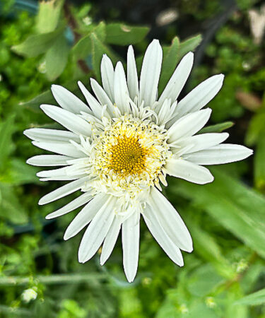 Leucanthemum 'Esther Read'