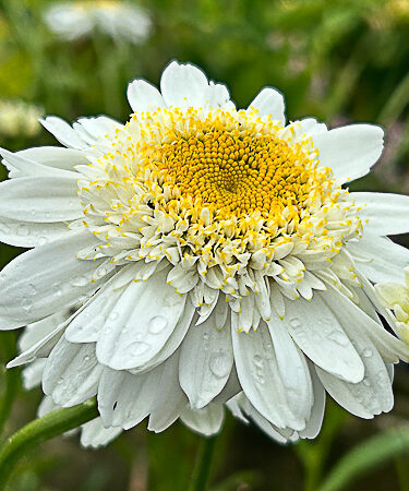 Leucanthemum 'Fiona Coghill'