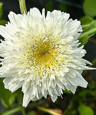 Leucanthemum x superbum 'Jennifer Read'