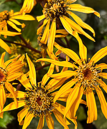 Ligularia dentata 'Midnight Lady'