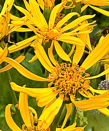 Ligularia 'Gregynog Gold' AGM